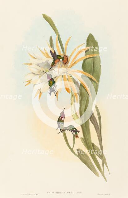 Calothorax heliodori. Creators: John Gould, Henry Constantine Richter.