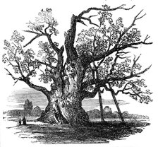 The Cowthorpe Oak, near Wetherby, York, 1857. Creator: Unknown.