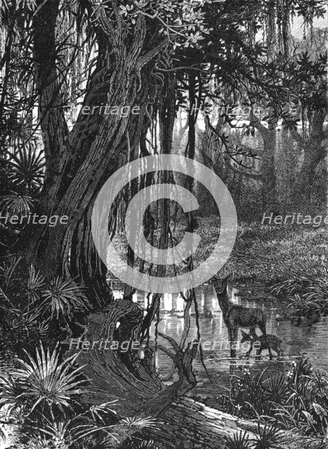 Florida Everglades, USA, c1885. Artist: Unknown