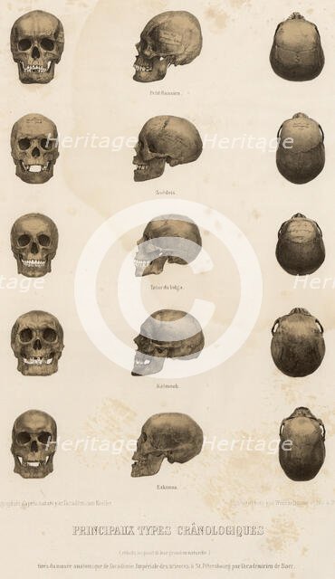 Main cranological types... 1862. Creator: Unknown.