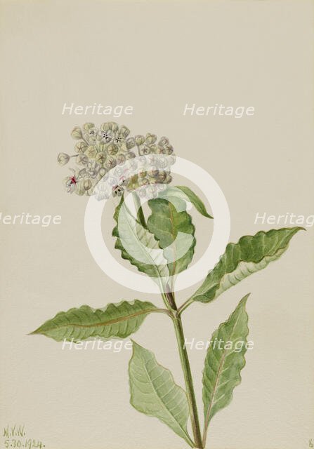 Milkweed (Ascelpias), 1924. Creator: Mary Vaux Walcott.