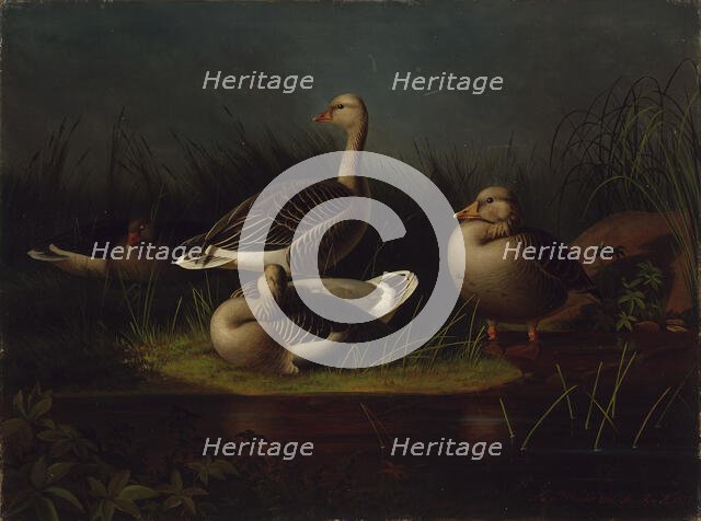 Greylag Geese, copy after Ferdinand von Wright, 1866. Creator: Magnus von Wright.