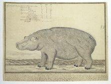 Hippopotamus amphibius capensis (Hippopotamus; female), 1778. Creator: Robert Jacob Gordon.