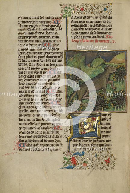 A Wolf; Livre de la Chasse, about 1430-1440. Creator: Unknown.