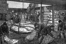 Unloading frozen meat from Australia, South West India Dock, Millwall, London, 1881. Artist: Unknown