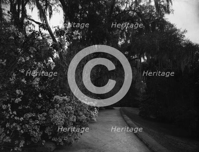 The Slope walk, Magnolia-on-the-Ashley, [Magnolia Gardens], Charleston, S.C., c1901. Creator: Unknown.