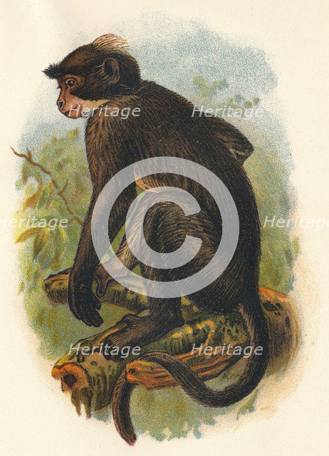 'White Crowned Mangabey', 1897. Artist: Henry Ogg Forbes.