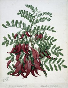 Kowhai-ngutu-kaka. Clianthus puniceus, c1885. Creator: Sarah Featon.