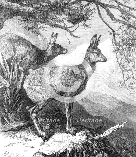 The Musk Deer at the Zoological Society's Gardens, 1869. Creator: Unknown.