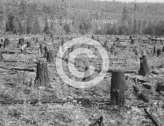 Part of uncleared land on farm on farm, Boundary County, Idaho, 1939. Creator: Dorothea Lange.