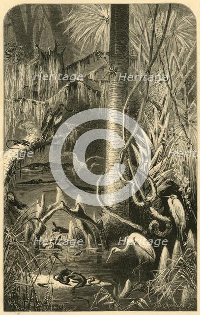 'A Florida Swamp', 1872. Creator: Frederick William Quartley.