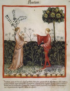 Anise,14th century.  Creator: Unknown.