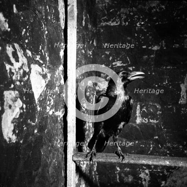 Raven, Tower of London, c1955. Creator: Arthur Charles Kirby Ware.