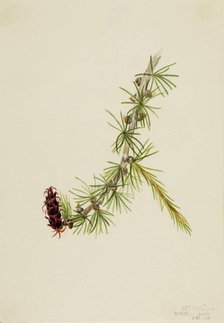 Lyall Larch (Larix lyallii), 1913. Creator: Mary Vaux Walcott.