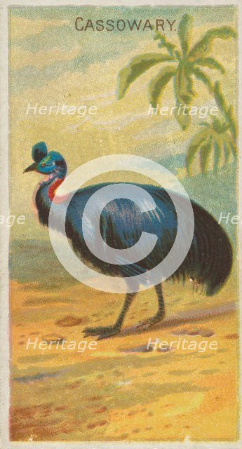 Cassowary, from the Birds of the Tropics series (N5) for Allen & Ginter Cigarettes Brands, 1889. Creator: Allen & Ginter.