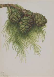 Sequoia (Sequoia gigantea), 1896. Creator: Mary Vaux Walcott.