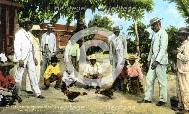 A cock fight, Puerto Rico, 1909. Artist: Unknown