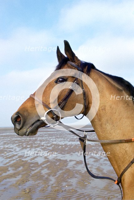 'Red Rum', Irish Grand National winning racehorse. Artist: Tony Evans