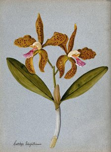 An orchid (Cattleya Schofieldianum): flowering stem. Creator: Unknown.