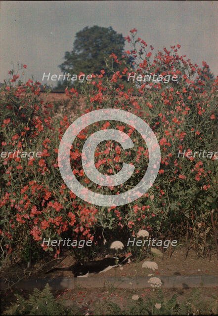 Cat and Sweetpeas, ca. 1907. Creator: Moss.