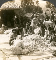 Women sorting large piles of silk cocoons, Antioch, Syria, 1900s.Artist: Underwood & Underwood