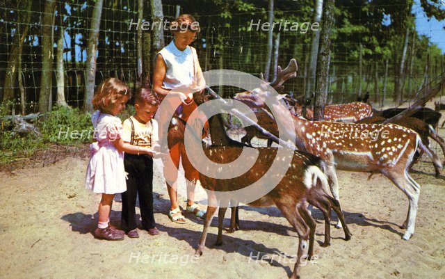 A mother and her two children feeding deer in an enclosure, USA, 1955. Artist: Unknown