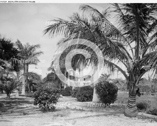 Royal and cocoanut palms, c.between 1910 and 1920. Creator: Harris & Ewing.