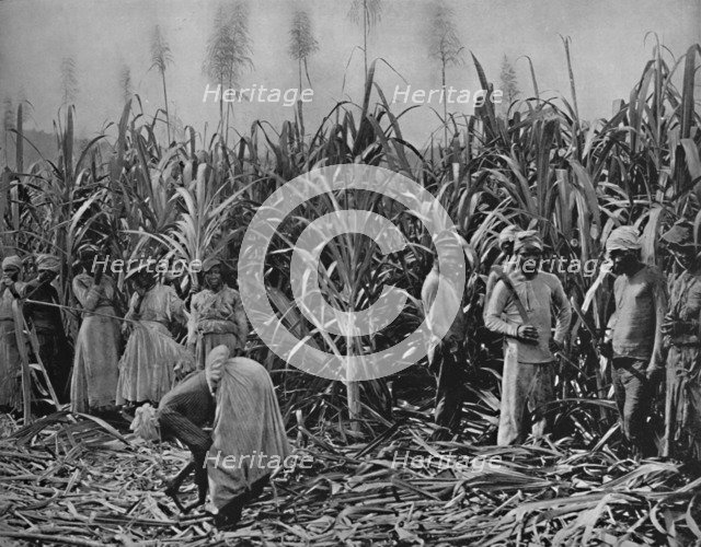 'Cane-Cutters in Jamaica', 1891. Artist: Unknown.
