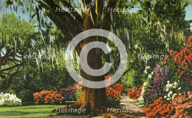 'Scene in Magnolia Gardens, near Charleston, S.C.', 1942. Creator: Unknown.