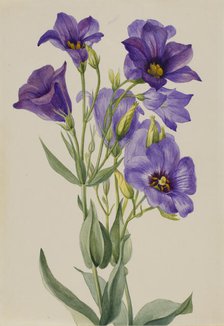 Eustoma russelianum, ca. early 1930s. Creator: Mary Vaux Walcott.