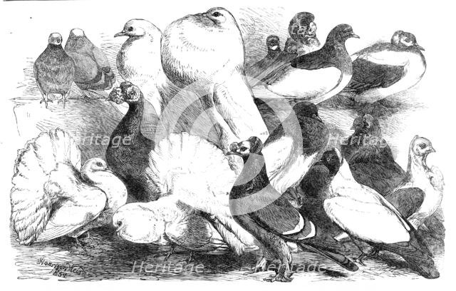Prize pigeons at the show of the Philo-Peristeron Society, recently held in Freemasons' Hall, 1864. Creator: Unknown.