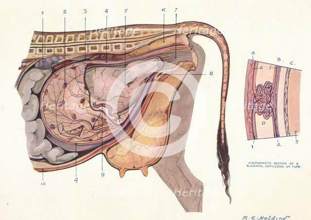 Section of the abdomen of a cow, showing foetus in normal position, c1905 (c1910). Artist: Unknown.
