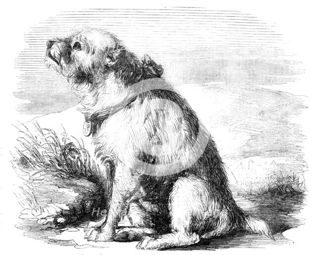 "Sandy", from the Crimea, the Dog of the Sappers and Miners, 1856.  Creator: Unknown.