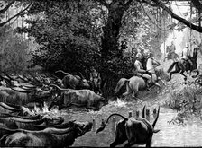 Sketches in Formosa: pursued by water-buffaloes, 1890. Creator: H. Werdmüller.