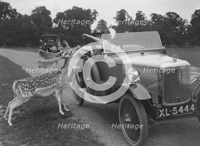 Woman in a BSA car feeding a deer in Richmond Park, Surrey, c1920s. Artist: Bill Brunell.
