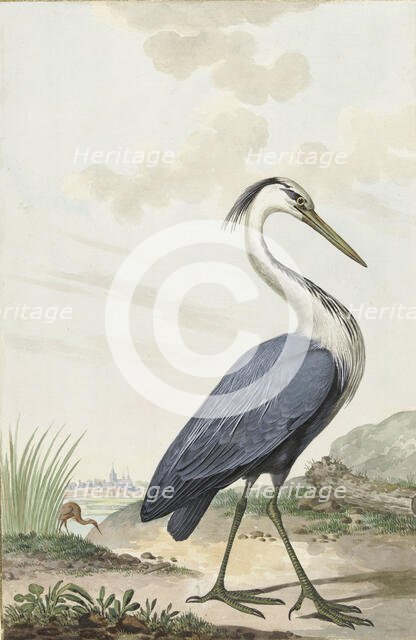 Great Blue Heron, 1776. Creator: Jabes Heenck.