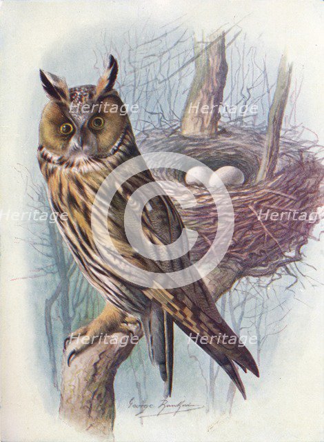 'Long-Eared Owl - As'io o'tus', c1910, (1910). Artist: George James Rankin.