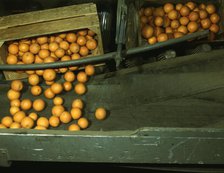 Automatic dumper at the co-op orange packing plant, Redlands, Calif., 1943. Creator: Jack Delano.