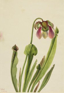 Catesby Pitcherplant (Sarracenia catesaei), 1929. Creator: Mary Vaux Walcott.