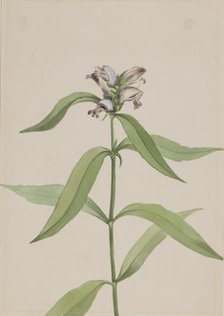 Turtlehead (Chelone glabra), ca. 1917-1918. Creator: Mary Vaux Walcott.