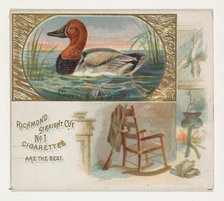 Canvas-Back Duck, from the Game Birds series (N40) for Allen & Ginter Cigarettes, 1888-90. Creator: Allen & Ginter.