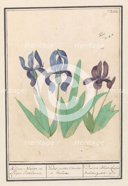 Blue and purple irises (Iris germanica), 1596-1610. Creators: Anselmus de Boodt, Elias Verhulst.