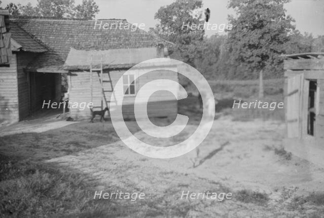 Burroughs children and cow near the barn, Hale County, Alabama, 1936. Creator: Walker Evans.