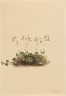 American Twinflower (Linnaea borealis americana), 1902. Creator: Mary Vaux Walcott.