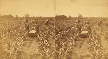 Women and children picking cotton, (1868-1900?). Creator: J. N. Wilson.