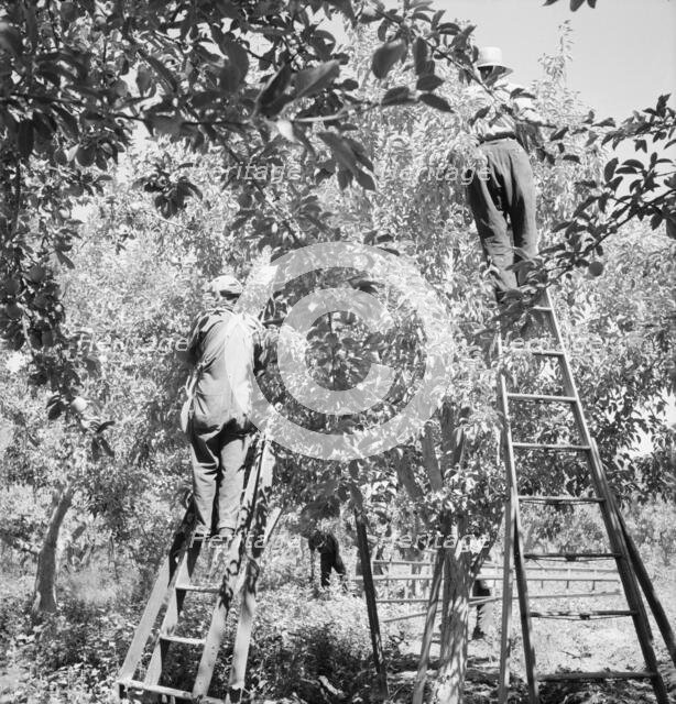 Picking pears, Pleasant Hill Orchards, Yakima Valley, Washington, 1939. Creator: Dorothea Lange.