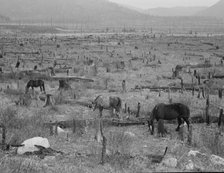 Horses pasturing among stumps and snags, Priest River Valley, Bonner County, Idaho, 1939. Creator: Dorothea Lange.