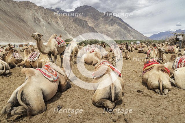 Bactrian Camels, Nubra Valley, Hunder Sand Dune, Ladakh, India, 2023. Creator: Peter Thompson.