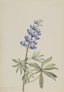 Blue Lupine (Lupinus argenteus), 1915. Creator: Mary Vaux Walcott.