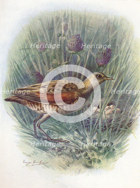 'Landrail or Corncrake - Crex praten'sis, c1910, (1910). Artist: George James Rankin.